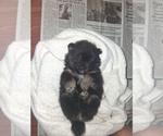 Small Pomeranian