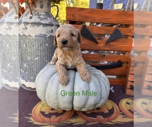 Goldendoodle (Miniature) Puppy for Sale in DANVILLE, Indiana USA