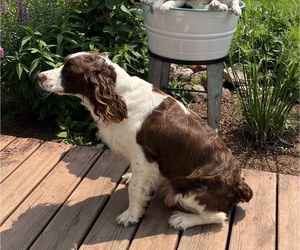 Mother of the English Springer Spaniel puppies born on 03/22/2026