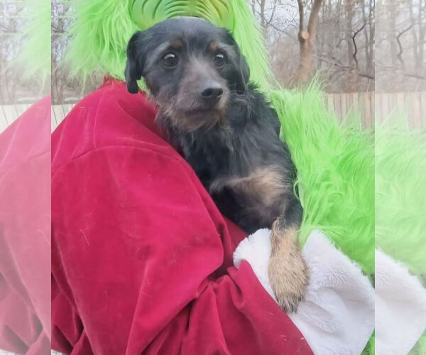 Medium Photo #3 Mutt Puppy For Sale in Thomasville, NC, USA