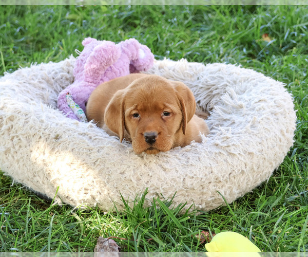Medium Photo #4 Labrador Retriever Puppy For Sale in SYRACUSE, IN, USA