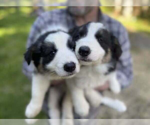 Medium Photo #3 Border Collie Puppy For Sale in MOSIER, OR, USA