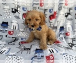Small #7 Cavapoo (Miniature)