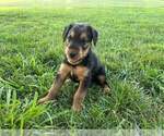 Small Photo #7 Airedale Terrier Puppy For Sale in MOUNT JULIET, TN, USA