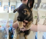 Small #13 German Shepherd Dog