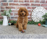 Donut - Male Cavapoo (Miniature) Puppy for Sale - Photo #2