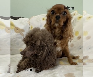 Mother of the Cavapoo (Miniature) puppies born on 06/18/2026