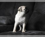 Small #1 Pug