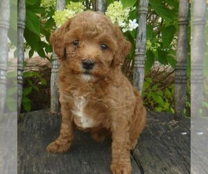 Poodle (Miniature) Puppy for sale in BLAIN, PA, USA