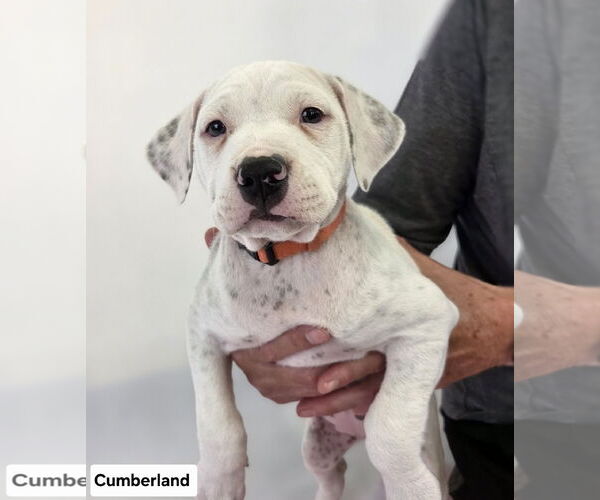 Medium Photo #3 American Pit Bull Terrier-Labrador Retriever Mix Puppy For Sale in Princeton, MN, USA