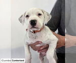 Small #2 American Pit Bull Terrier-Labrador Retriever Mix