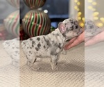 Small Photo #6 French Bulldog Puppy For Sale in HILTON, NY, USA