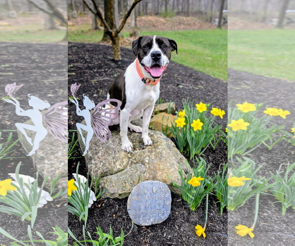 Medium Photo #3 Pointer-Unknown Mix Puppy For Sale in Rockaway, NJ, USA