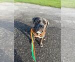 Small #3 American Pit Bull Terrier Mix