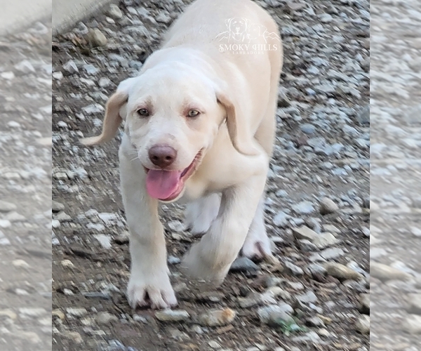 Medium Photo #11 Labrador Retriever Puppy For Sale in POCAHONTAS, IL, USA