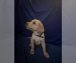 Small Photo #3 Golden Retriever Puppy For Sale in SAN FERNANDO, CA, USA