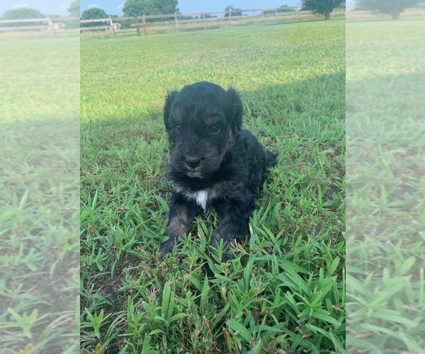 Medium Photo #2 Aussiedoodle Puppy For Sale in ARDMORE, OK, USA
