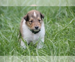 Collie Puppy for sale in KINGSPORT, TN, USA