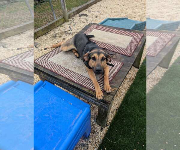 Medium Photo #3 Mutt Puppy For Sale in Spring Lake, NJ, USA