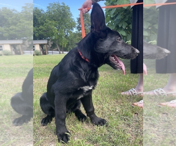 Medium Photo #7 German Shepherd Dog Puppy For Sale in WACO, TX, USA