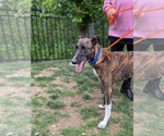 Small #2 Greyhound