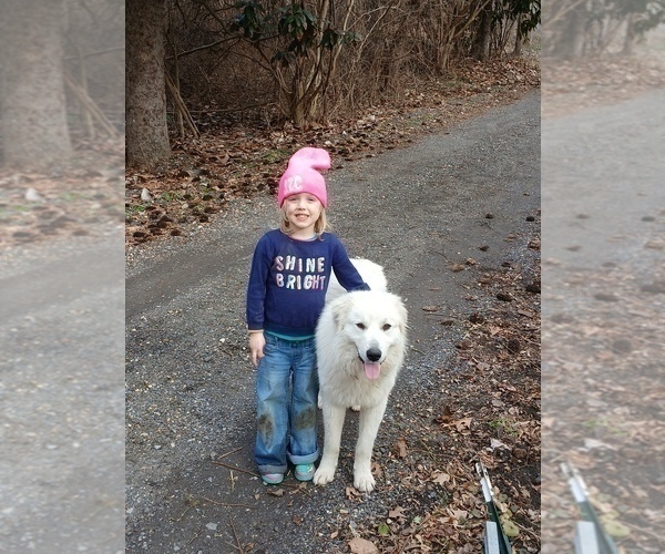 Medium Photo #1 Anatolian Pyrenees Puppy For Sale in MECHANICSVILLE, MD, USA