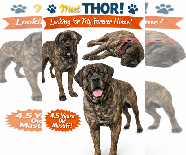 Medium Photo #1 Mutt Puppy For Sale in NEWPORT NH, NH, USA