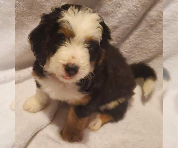 Medium Photo #6 Miniature Bernedoodle Puppy For Sale in O FALLON, MO, USA