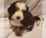 Small Photo #6 Miniature Bernedoodle Puppy For Sale in O FALLON, MO, USA