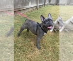 Small Photo #25 French Bulldog Puppy For Sale in BRYAN, TX, USA