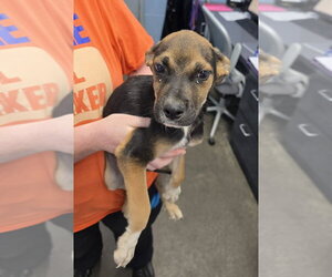 Mutt Dogs for adoption in Evansville, IN, USA