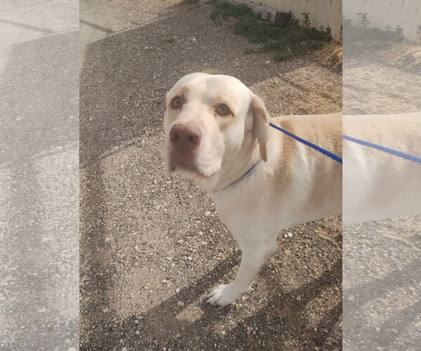 Medium Photo #5 Labrador Retriever-Unknown Mix Puppy For Sale in Grafton, WI, USA