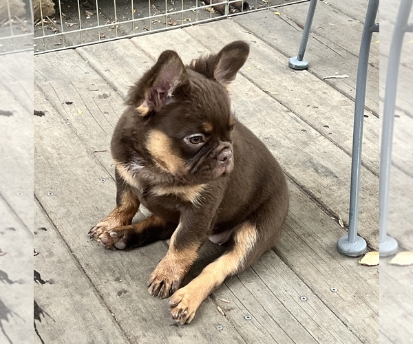 Medium Photo #1 French Bulldog Puppy For Sale in BRIGHTON, CO, USA