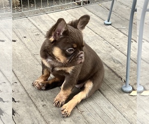 French Bulldog Puppy for Sale in BRIGHTON, Colorado USA