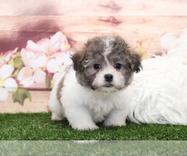 Medium Photo #2 Poochon Puppy For Sale in MARIETTA, GA, USA