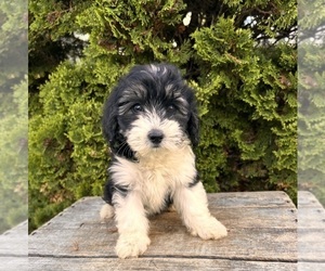 Poo-Ton Puppy for sale in MIDDLEBURY, IN, USA