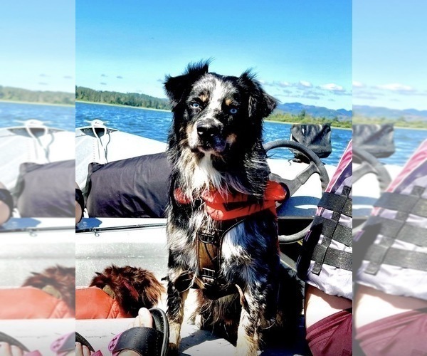 Medium Photo #1 Miniature Australian Shepherd Puppy For Sale in LONGVIEW, WA, USA