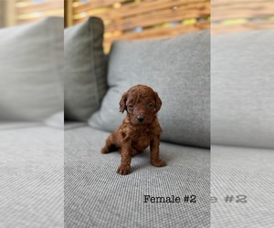 Poodle (Toy) Puppy for Sale in PORTLAND, Oregon USA