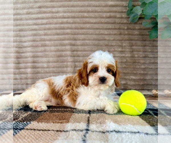 Medium Photo #2 Cavapoo (Miniature) Puppy For Sale in GREENFIELD, IN, USA