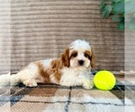 Small #1 Cavapoo (Miniature)