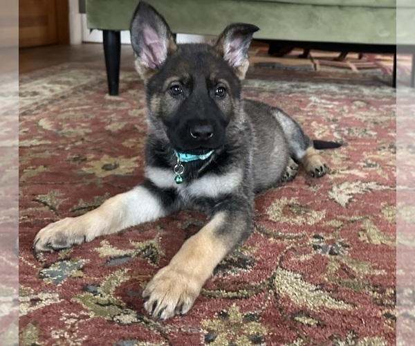 Medium Photo #5 German Shepherd Dog Puppy For Sale in PERKINSVILLE, VT, USA