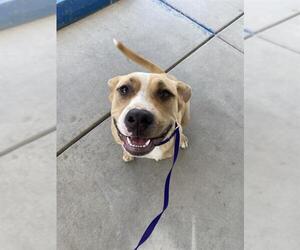 American Pit Bull Terrier Dogs for adoption in Bakersfield, CA, USA