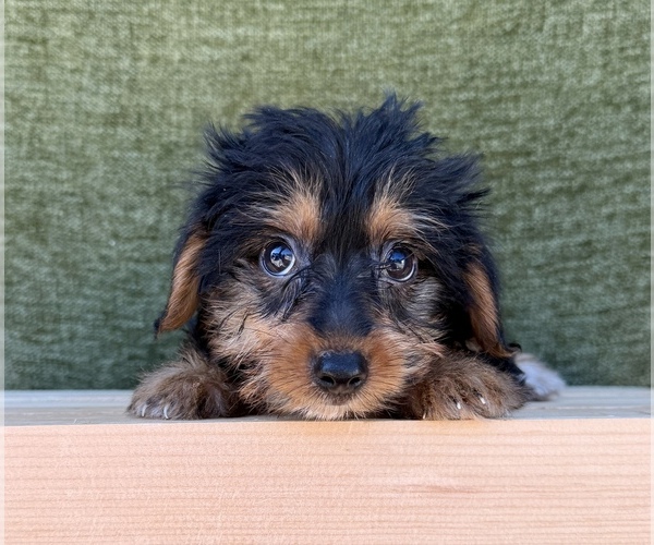Medium Photo #5 Yorkshire Terrier Puppy For Sale in OCALA, FL, USA