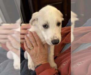 Mutt Dogs for adoption in Mechanicsburg, PA, USA