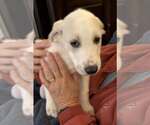 Small Mutt