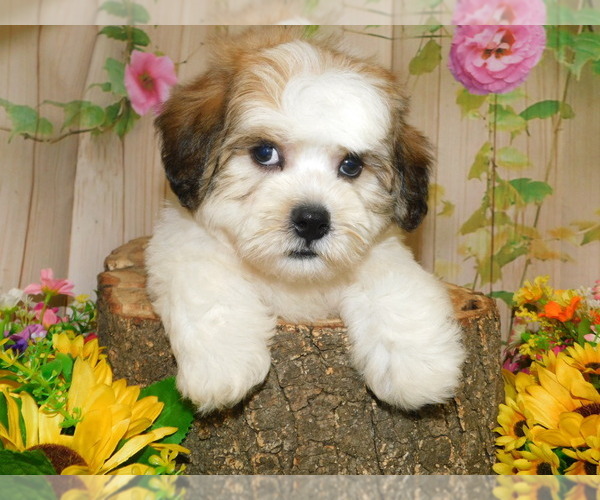 Medium Photo #3 Zuchon Puppy For Sale in HAMMOND, IN, USA
