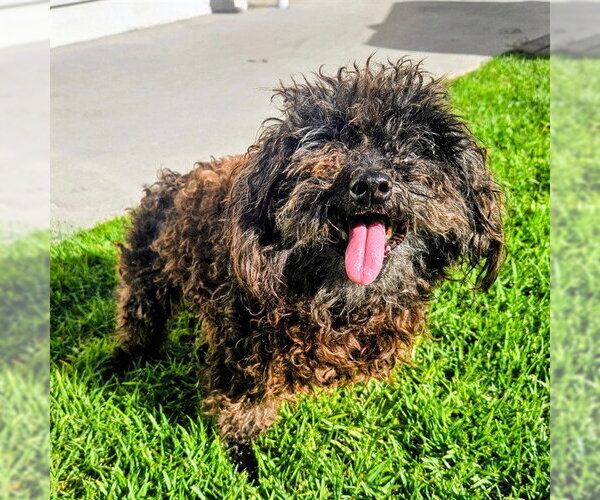 Medium Photo #2 Poodle (Miniature) Puppy For Sale in Camarillo, CA, USA