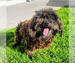 Small #1 Poodle (Miniature)