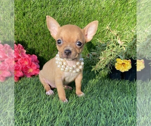 Medium Photo #1 Chihuahua Puppy For Sale in ORLANDO, FL, USA
