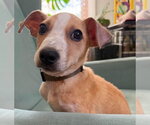 Small Photo #8 Jack Russell Terrier-Unknown Mix Puppy For Sale in New York, NY, USA